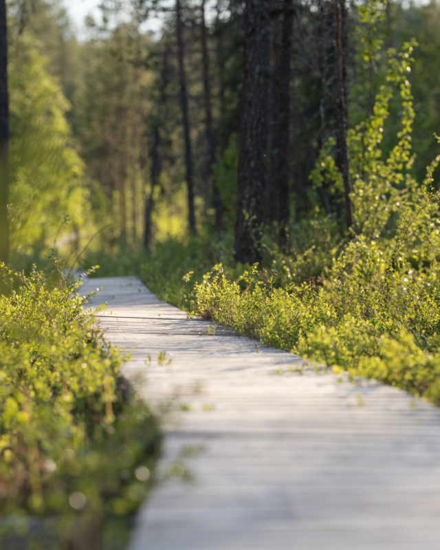 Aurinko ei laske – joten miksi sinäkään pysähtyisit? 🌞

Lapin yötön yö kutsuu pitkille kävelyille, vihreään metsään ja rauhallisiin luontohetkiin. Ei kiirettä – vain sinä ja kesäinen Salla. 🌿

- - - 
The sun doesn’t set — so why should you? 🌞

Under Lapland’s midnight sun, wander through lush forests and quiet trails. No rush here — just you and summer in Salla. 🌿

📷 @1sarana